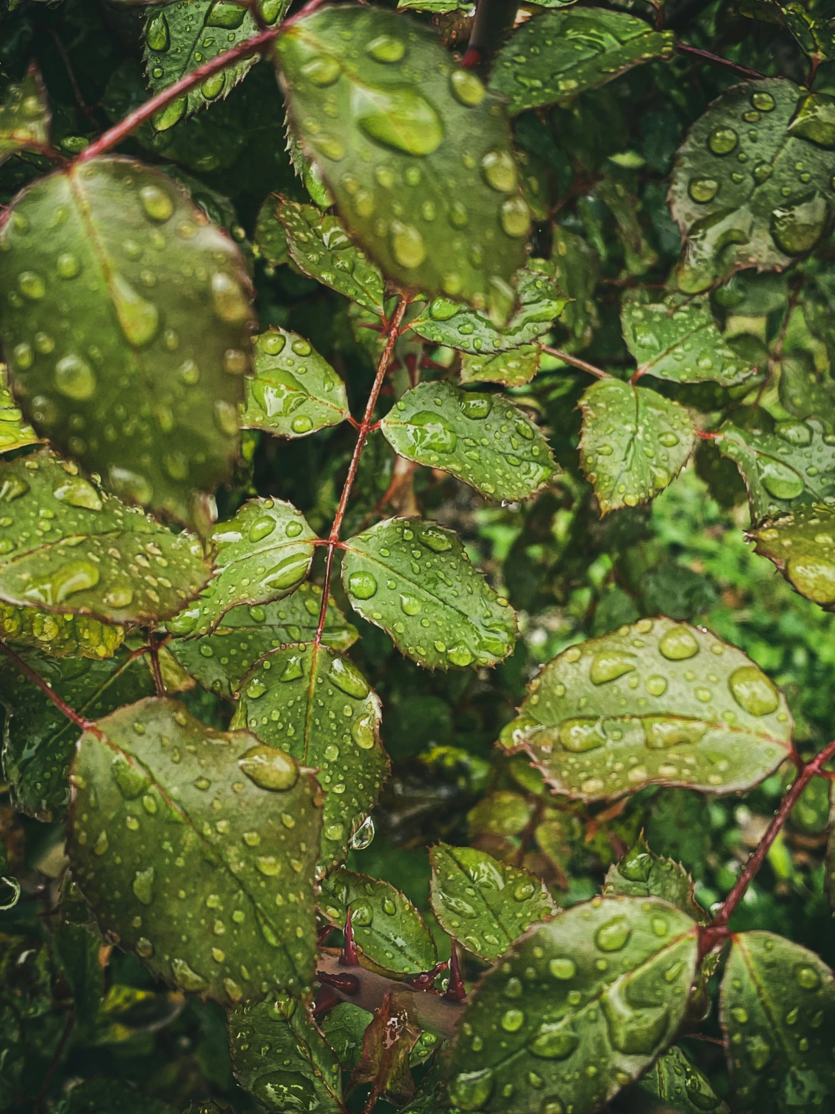 a green bush with water droplets on the leaves