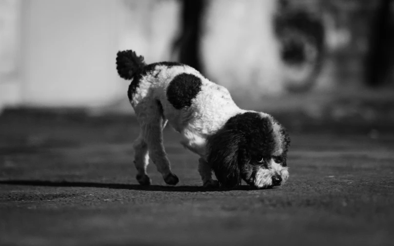 a black and white dog sitting in the middle of a road