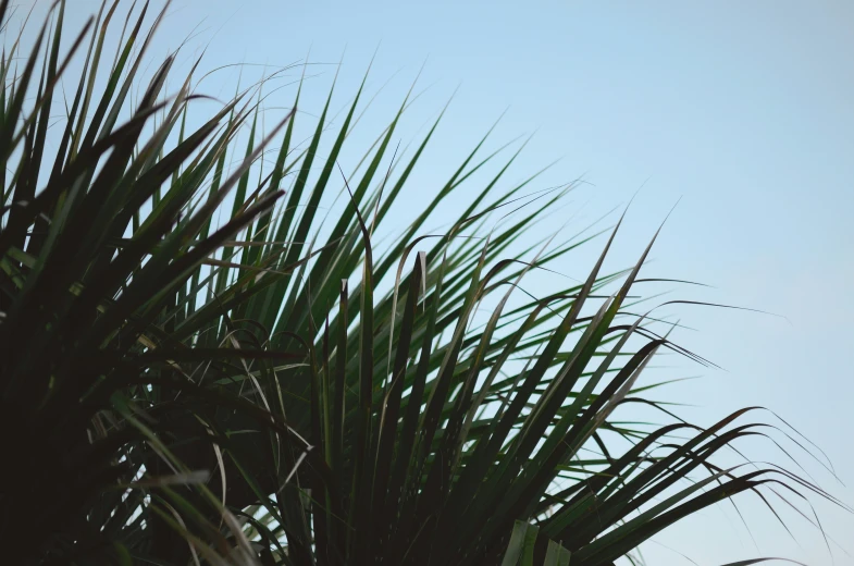 a palm tree is seen through the foliage