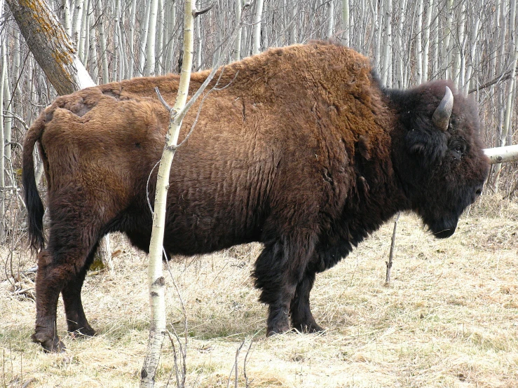 an adult bison standing next to a tree in a field