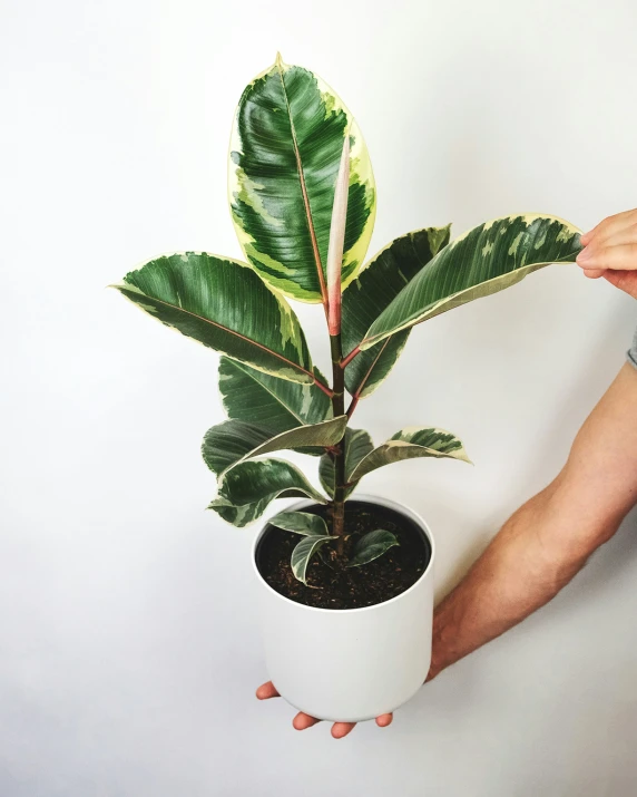 a hand holding a potted plant on a white background