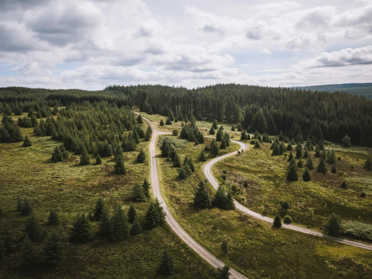 there are two winding roads winding through a forest