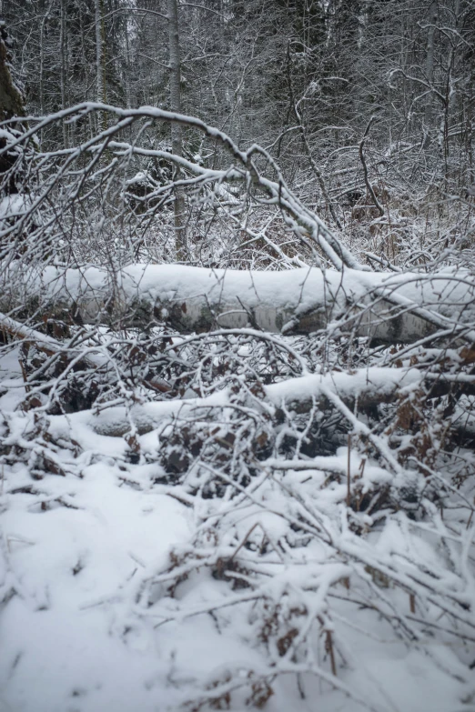 many nches and snow near each other in a wooded area