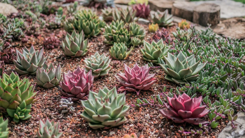 a grouping of plants growing out of a pot