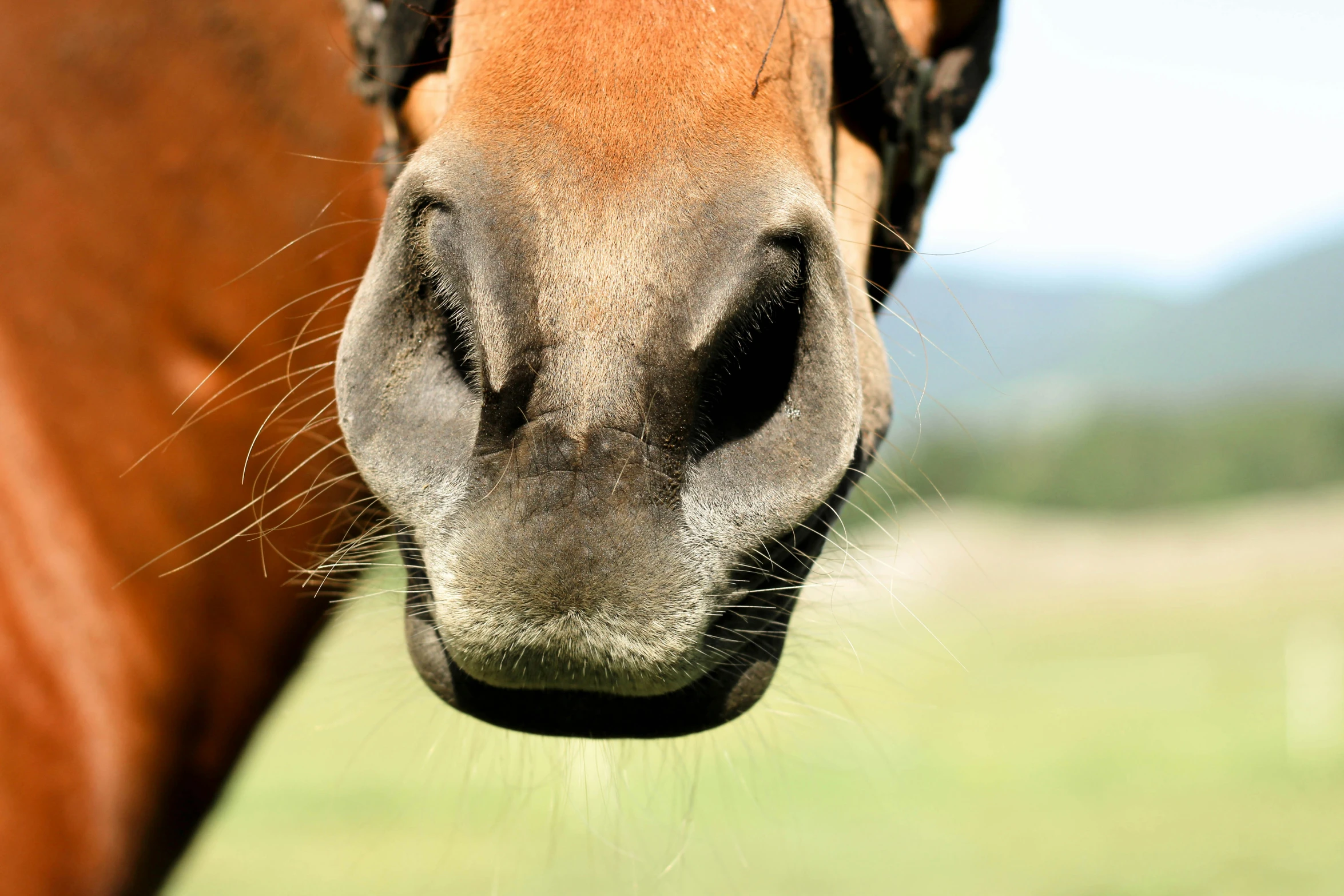 a horse with it's nose in the grass