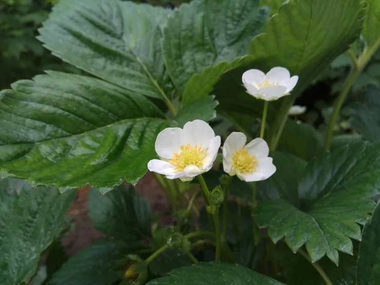 a few white flowers and some green leaves