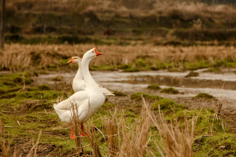 two white geese standing in a grassy field next to a river