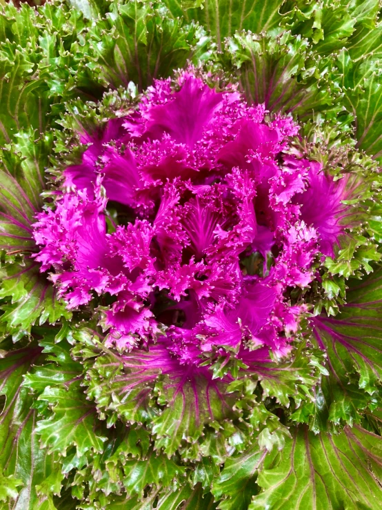 a closeup of some green and purple plants