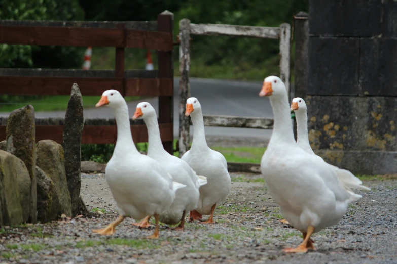 five ducks standing on gravel near a fence