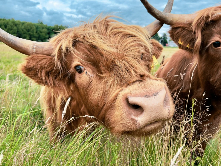 there are two bulls that are standing in the field