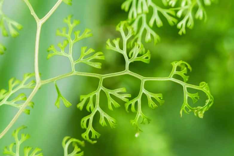 a close up of green leaves with a blurred background