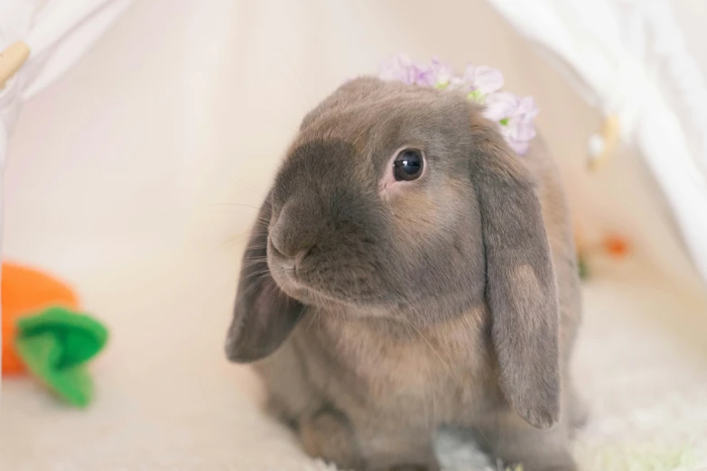 a small bunny in the corner of a crib