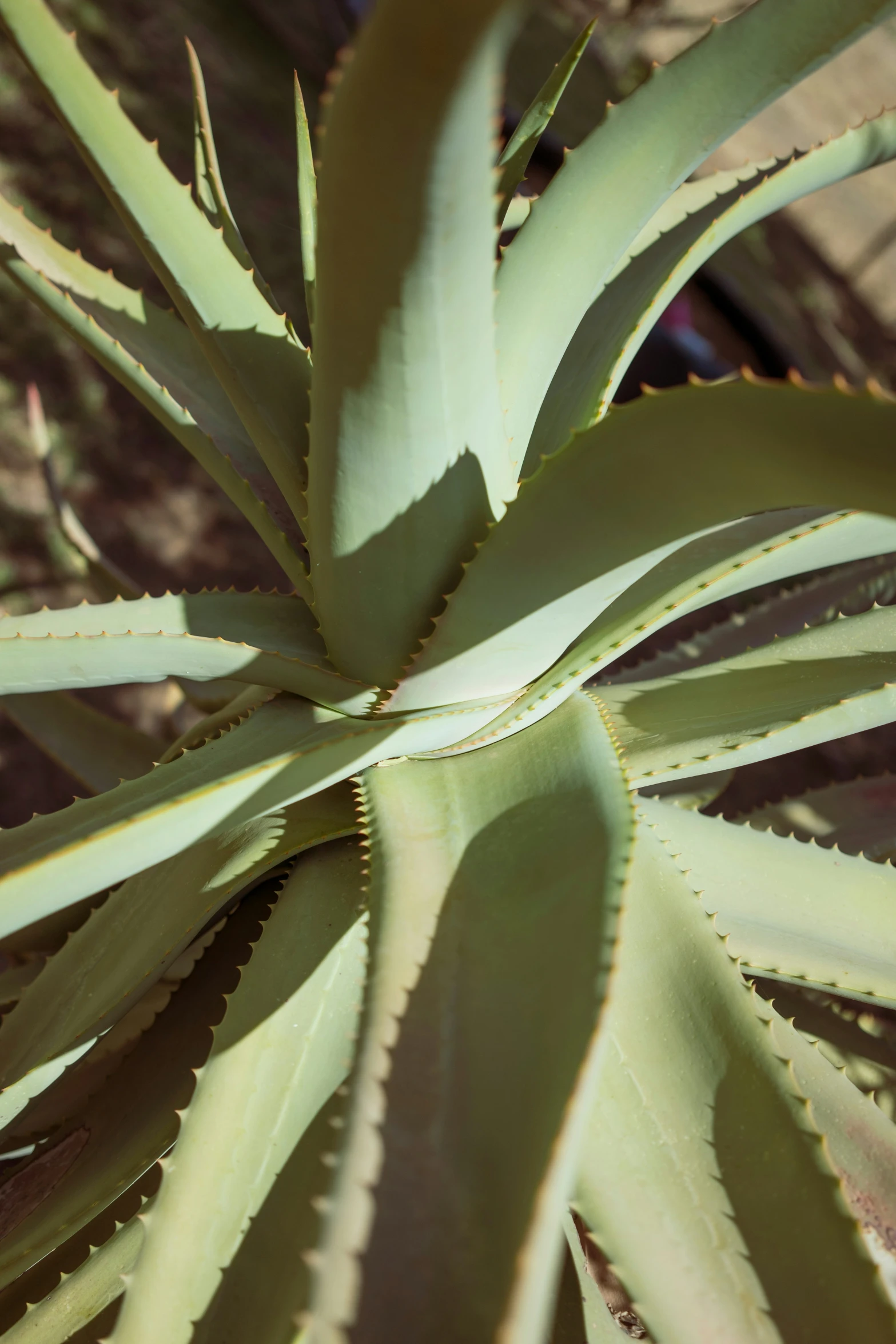 a green plant with thin, leafy leaves on a sunny day