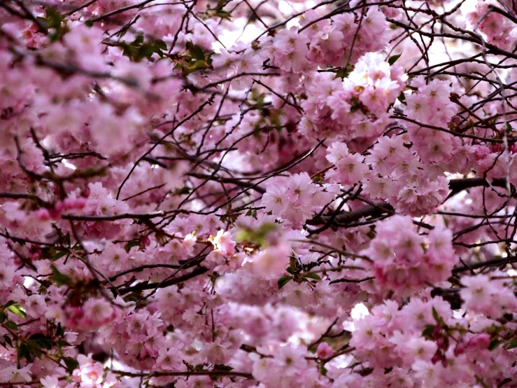 some pink flowers growing on the nches of a tree