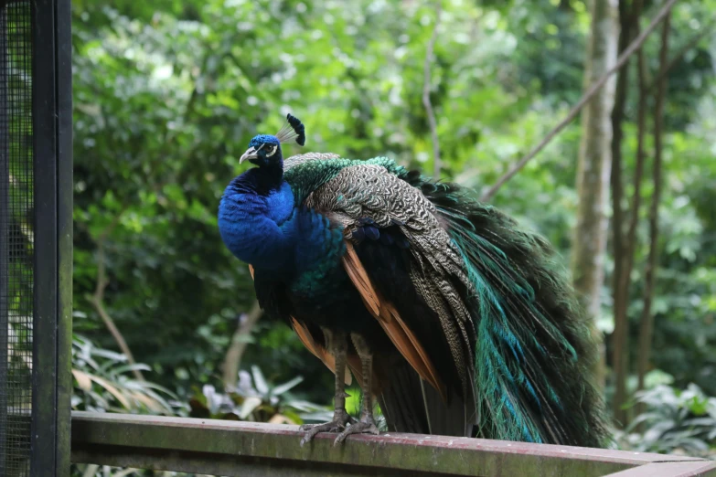 a peacock with colorful feathers is standing on the ground
