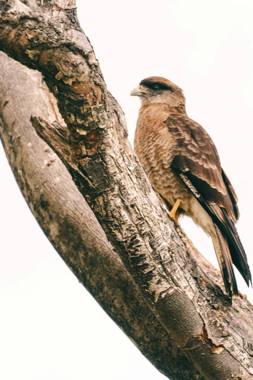 a bird is perched up on a tree nch