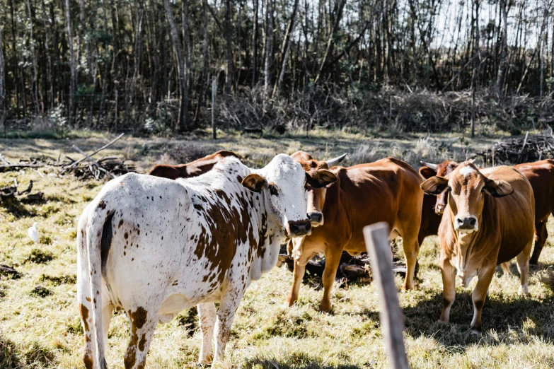 an assortment of cows walk through the pasture