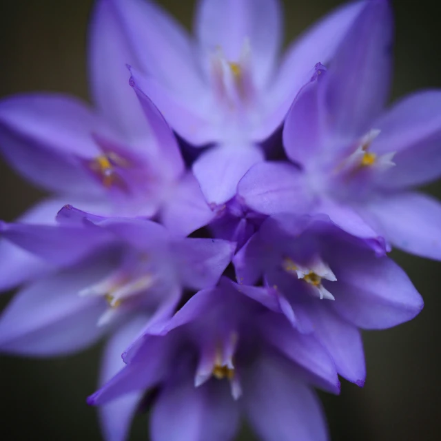 this is purple flowers with a green background