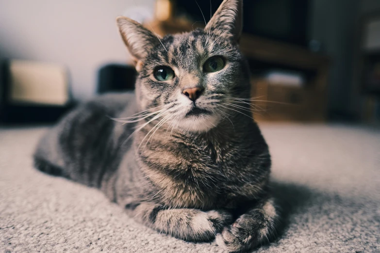 there is a gray cat laying on the floor