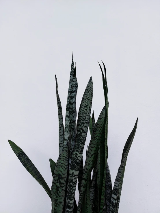 a plant with several leaves, on a table