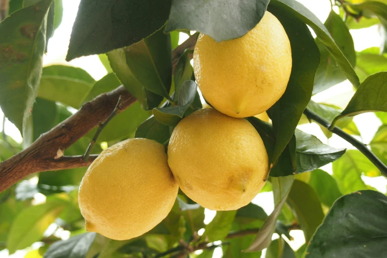 four lemons hang from a tree with green leaves