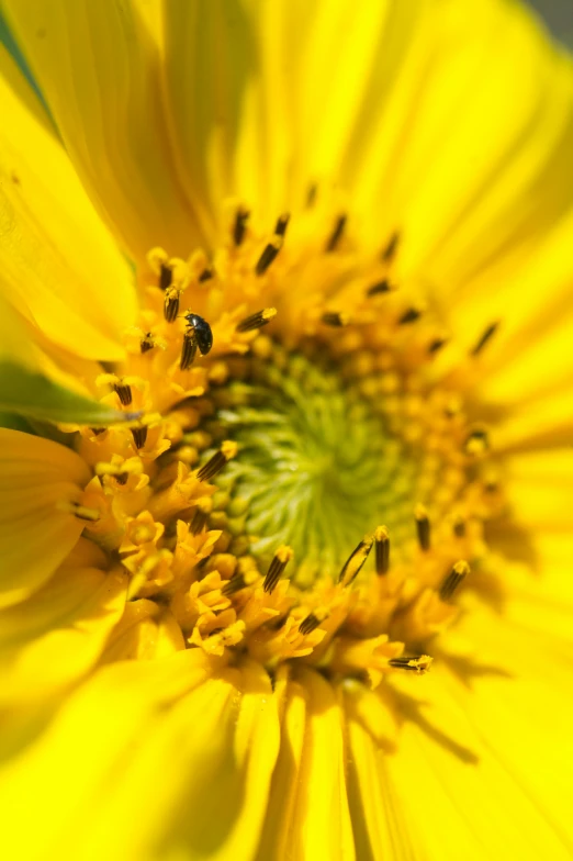 a macro s of a bright yellow flower