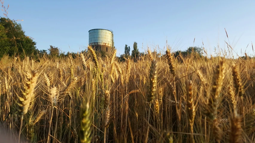 a field full of tall grass and water tanks in the background