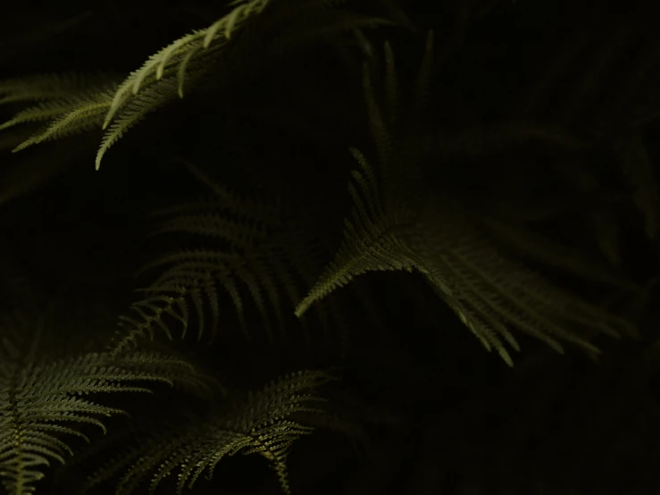 a black and white pograph of plants in the dark