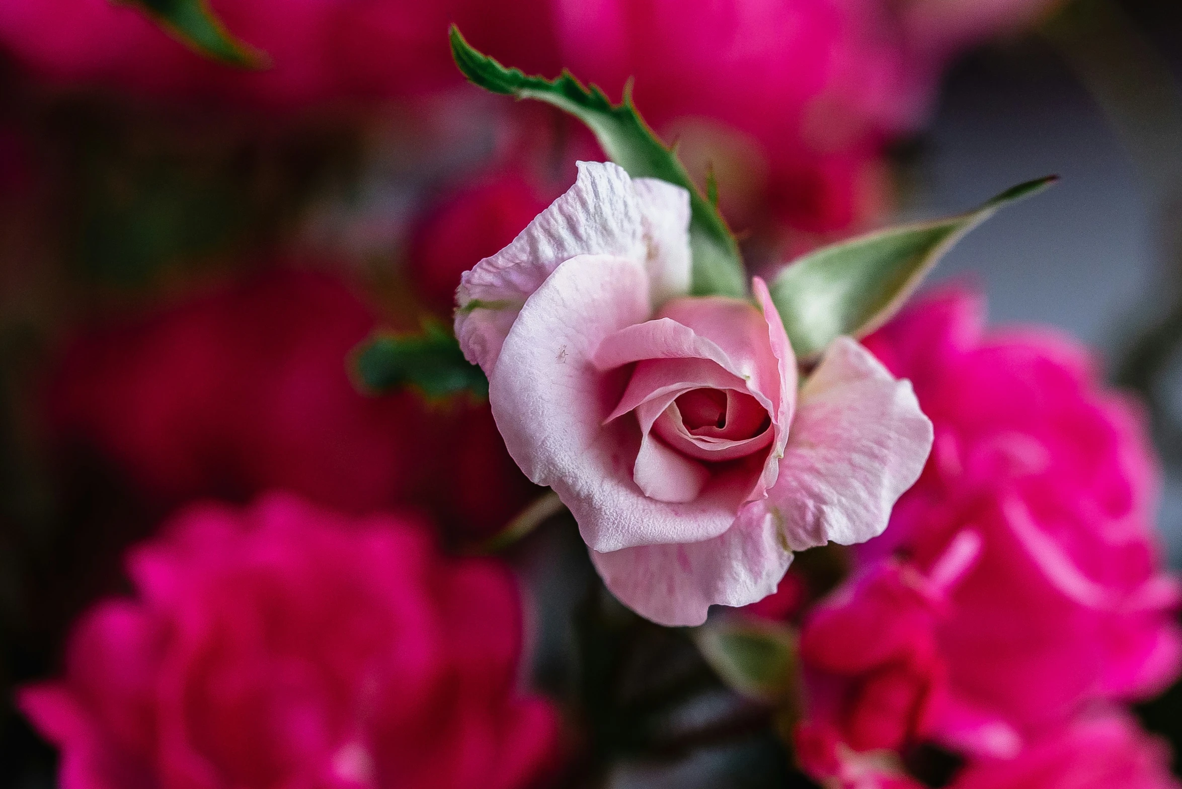 pink flowers with green leaves on them