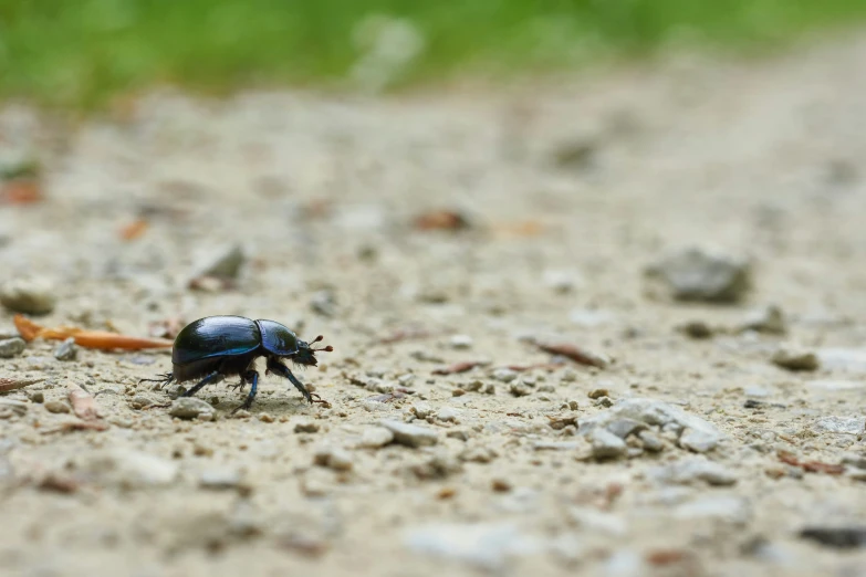 blue beetle on a sandy path near green grass