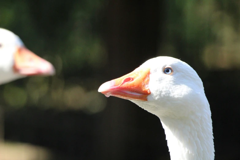 a close - up of two geese standing near one another