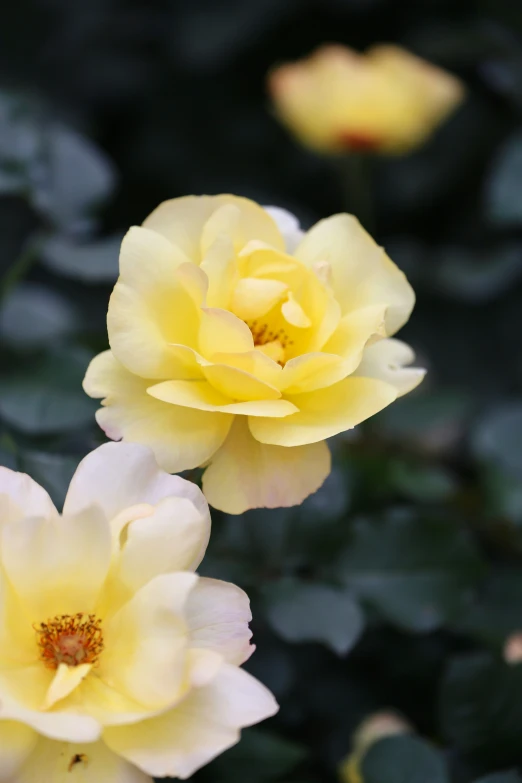 two yellow flowers that are in the grass