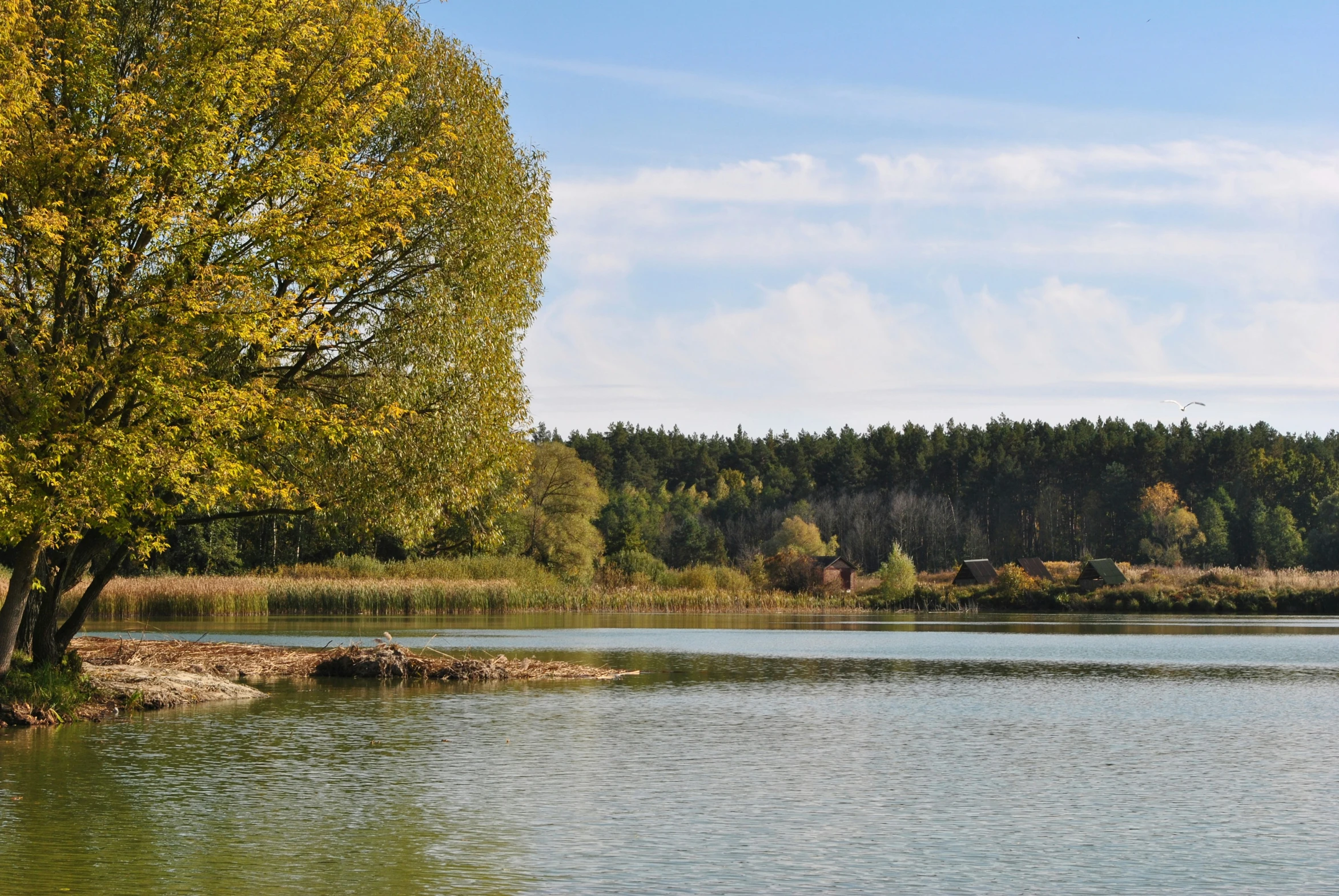 the trees in the distance are turning yellow and changing colors