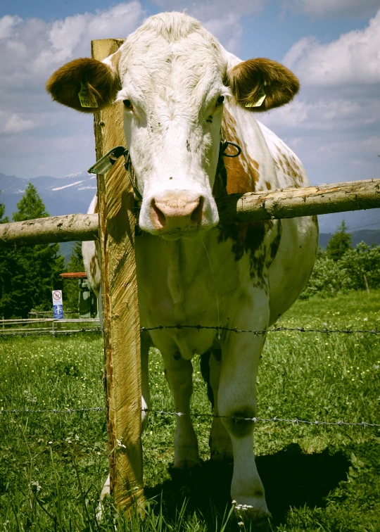 a cow is standing by a fence on the grass