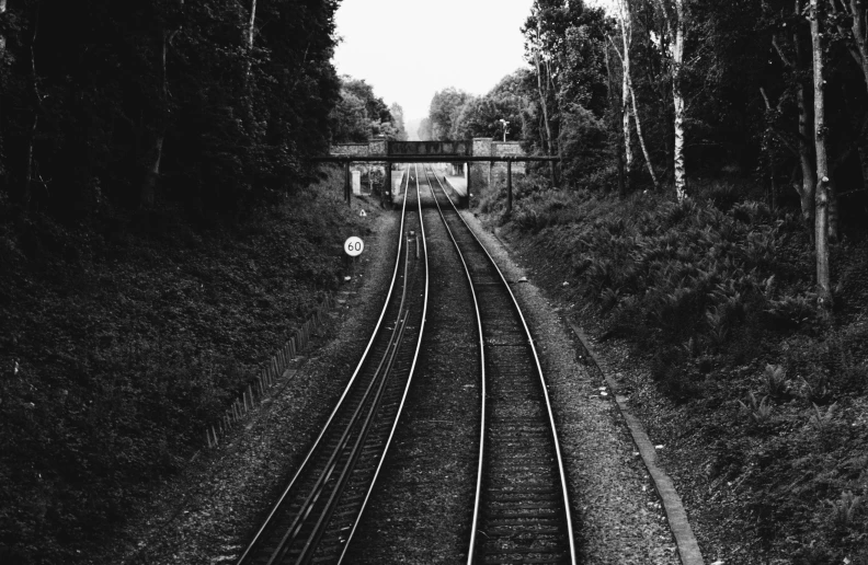 a train track runs through a forest