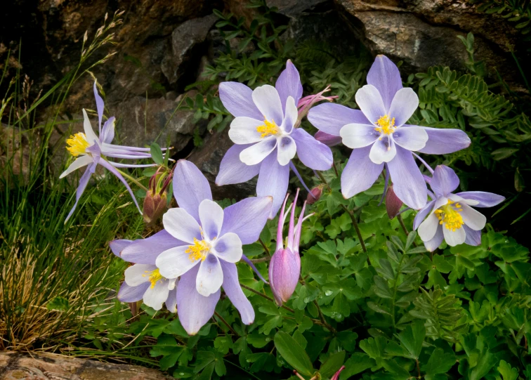 a group of blue and white flowers sitting next to each other