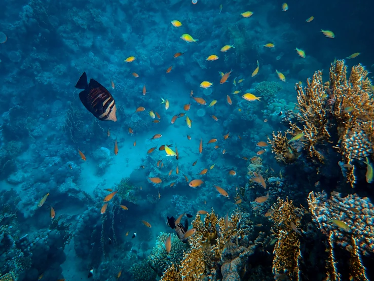 fish swimming in and around a coral reef