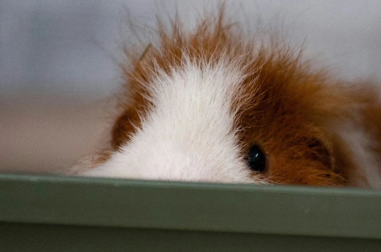 a small brown and white dog's eye poking through wood