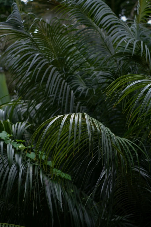 the palm trees are full of green leaves