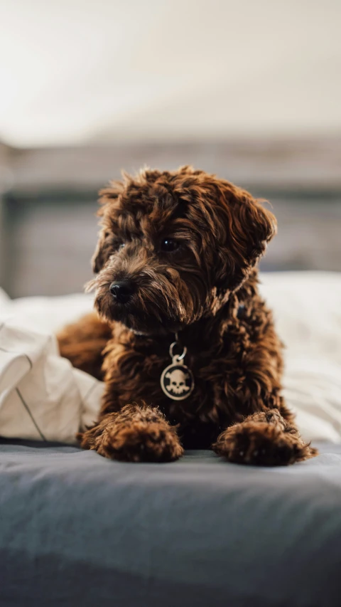 a brown dog sitting on top of a bed