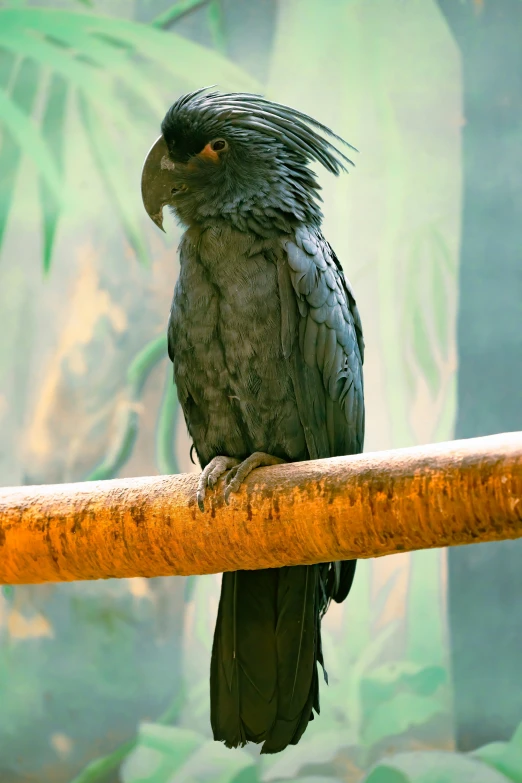 a black bird is perched on the nch of a bamboo fence