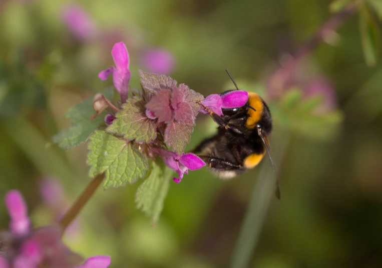 a close up of a pink flower and a yellow bum