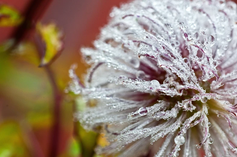 a close up view of some frosted dandelion