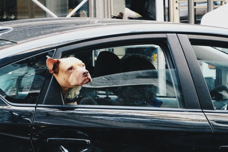 a dog sitting in a car and looking out the window