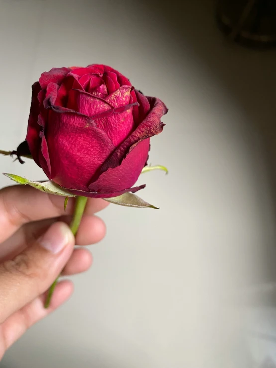 a person is holding a flower close to the camera