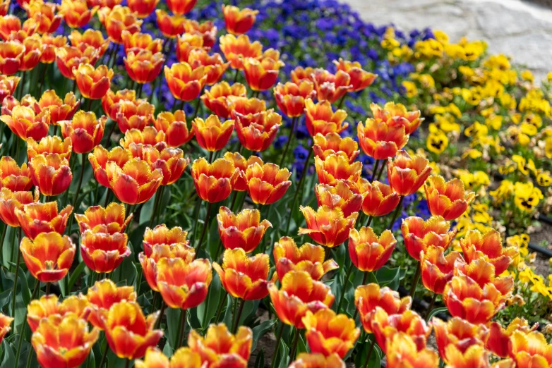 a patch of flowers with many red and yellow ones