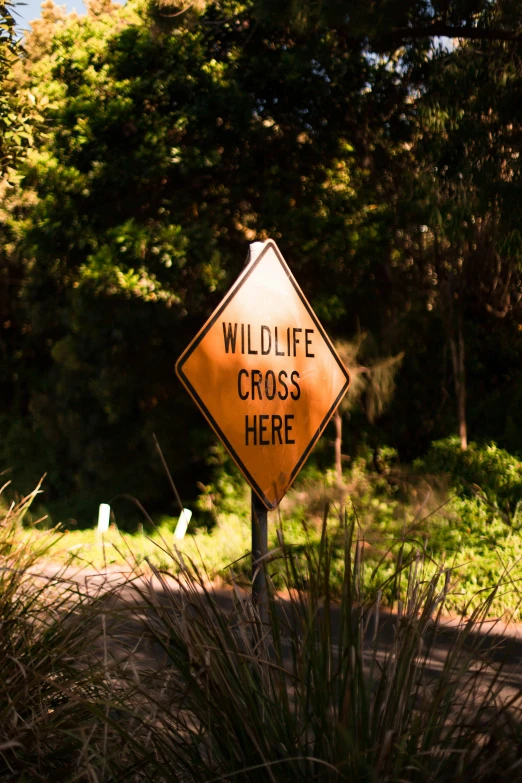 a yellow sign with a red arrow saying wildlife cross here