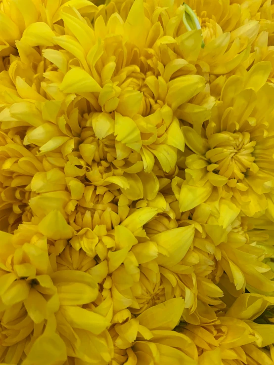 closeup view of large, yellow chrysanthes, with flowers beginning to budding