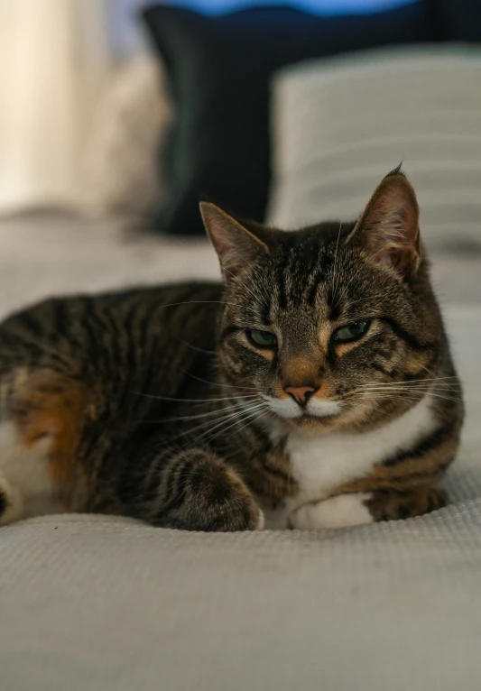 a cat sitting on top of a white bed