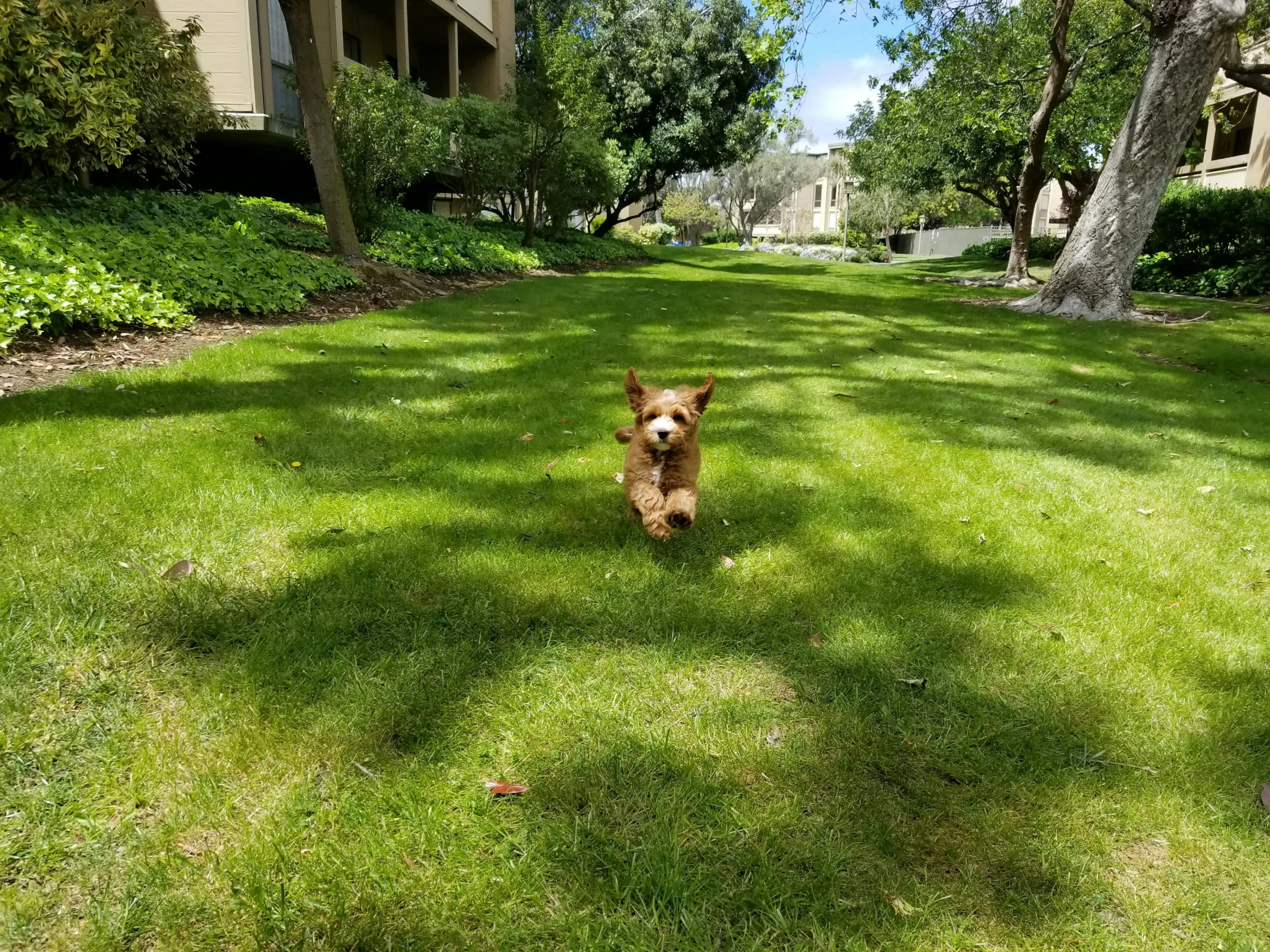 small dog running on the grass in a neighborhood